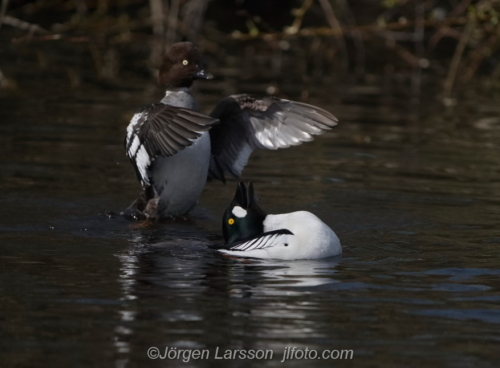 Knipa  Golden eye,   Småland Sweden Sverige