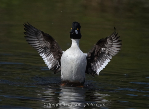 Knipa  Golden eye,   Småland Sweden Sverige