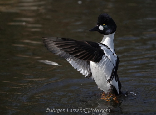 Knipa  Golden eye,   Småland Sweden Sverige