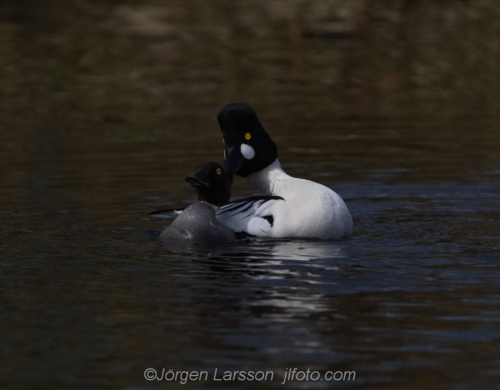 Knipa  Golden eye,   Småland Sweden Sverige