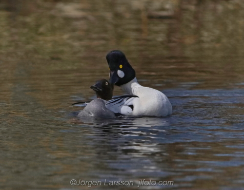 Knipa  Golden eye,   Småland Sweden Sverige