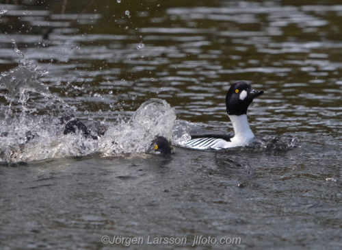 Knipa  Golden eye,   Småland Sweden Sverige