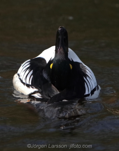 Knipa  Golden eye,   Småland Sweden Sverige