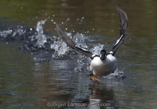 Knipa  Golden eye,   Småland Sweden Sverige