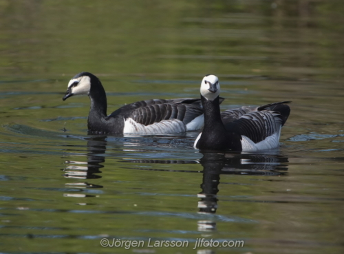 Barnacle goose   Vitkindad gås