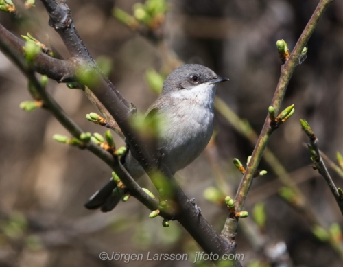 Ärtsångare Lesser Whitethroat  Stockholm