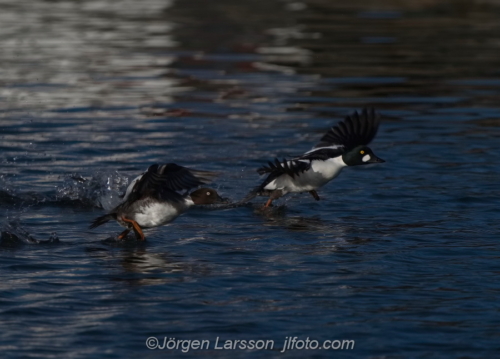 Knipa  Golden eye,   Småland Sweden Sverige