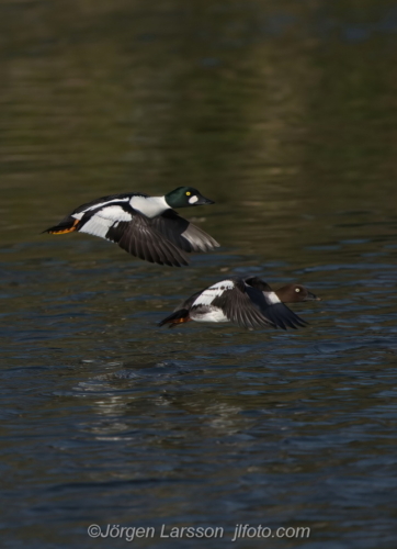 Knipa  Golden eye,   Småland Sweden Sverige