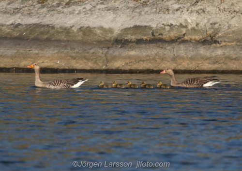 Grågås med ungar   Greylag Goose with chicks  Småland Sweden