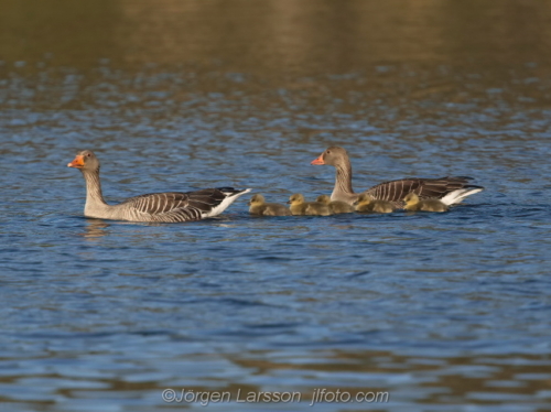 Grågås med ungar   Greylag Goose with chicks  Småland Sweden