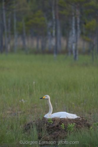 Sångsvan  Whooper Swan Östergötland Sweden Sverige