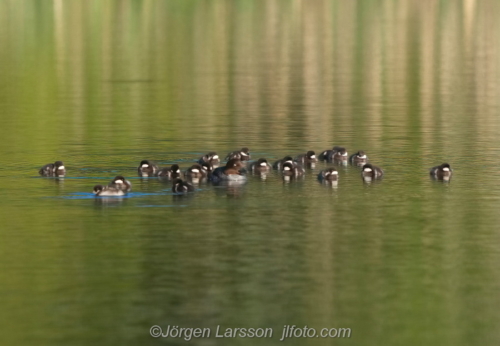 Knipa  Golden eye, with chicks, med ungar   Småland Sweden Sverige