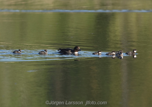 Knipa  Golden eye, with chicks, med ungar   Småland Sweden Sverige