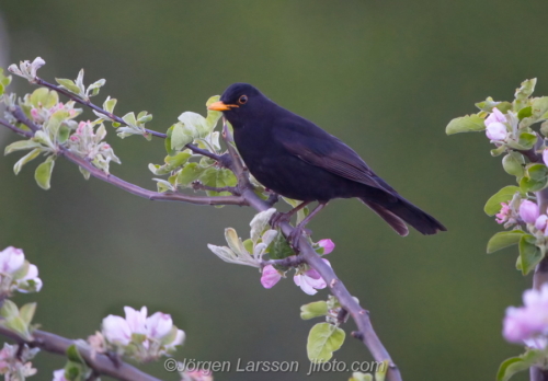 Koltrast  Blackbird  Stockholm