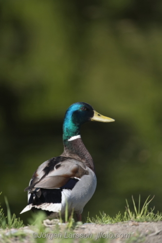 Gräsand  Mallard