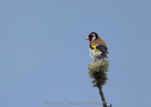 Steglits  Goldfinch  Västervik Småland   Sweden Sverige