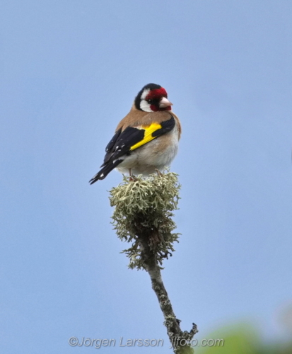 Steglits  Goldfinch  Västervik Småland   Sweden Sverige