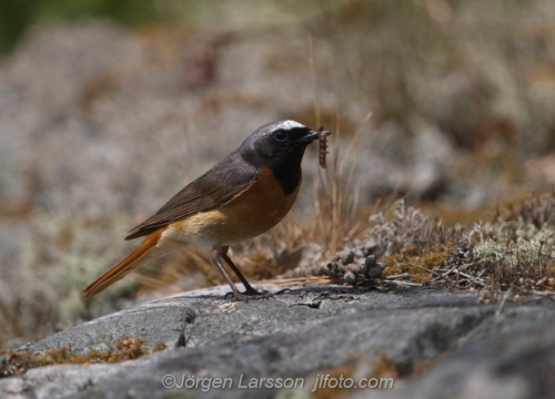 Rödstjärt  Star-finch  Småland Sweden Sverige