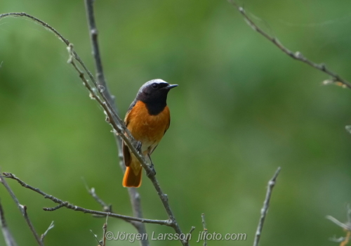 Rödstjärt  Star-finch  Småland Sweden Sverige