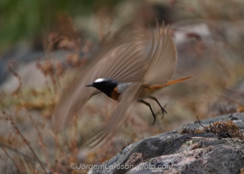 Rödstjärt  Star-finch  Småland Sweden Sverige