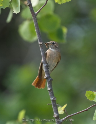 Rödstjärt  Star-finch  Småland Sweden Sverige