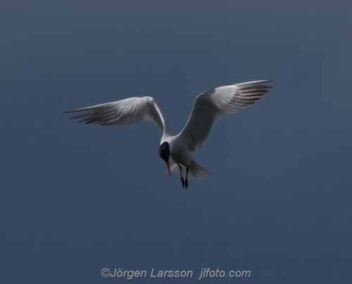 Skräntärna  Caspian tern Småland Sweden Sverige