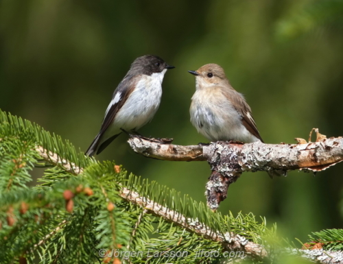 Svartvit flugsnappare Flycatcher  Östergötland Sweden Sverige