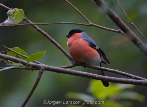 Domherre  Bullfinch Stockholm Sverige Sweden