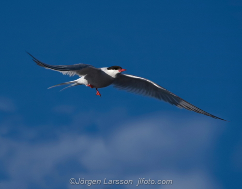 Fisktärna  common tern  Småland Sweden Sverige