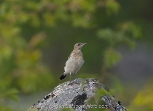 Stenskätta  Wheatear   unge, young  Småland Sweden