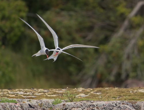 Fisktärnor  Common tern Småland Sweden Sverige