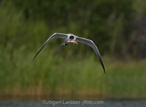 Skräntärna  Caspian tern Småland Sweden Sverige