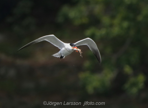 Skräntärna  Caspian tern Småland Sweden Sverige