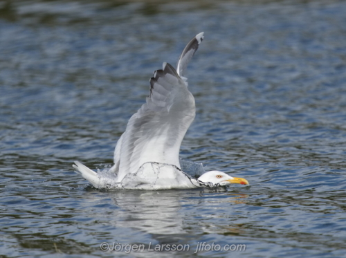 Gråtrut Herring Gull  Småland