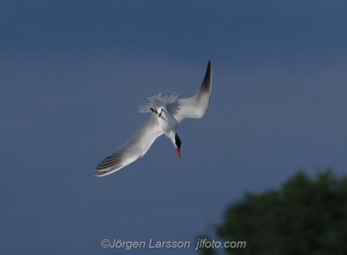 Skräntärna  Caspian tern Småland Sweden Sverige