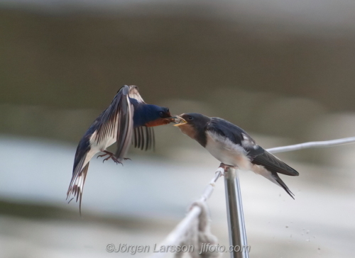 Barn Swallow Hirundo rustica  Vastervik Smaland Sweden