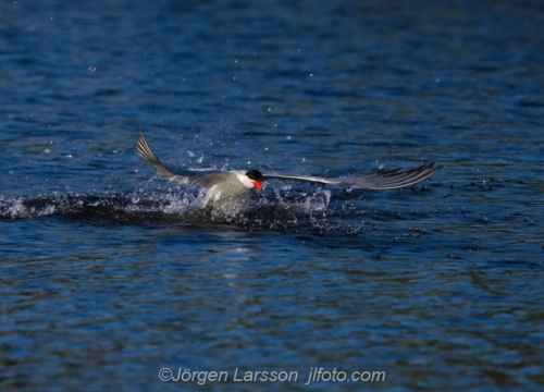 Skräntärna  Caspian tern Småland Sweden Sverige