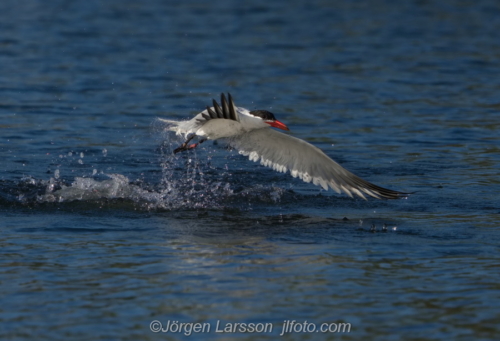 Skräntärna  Caspian tern Småland Sweden Sverige