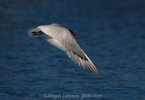 Skräntärna  Caspian tern Småland Sweden Sverige