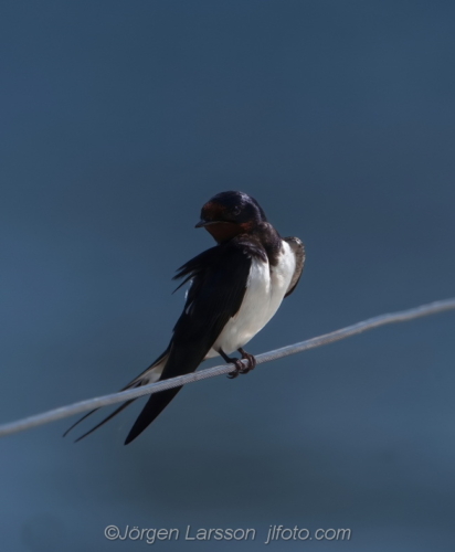 Barn Swallow Hirundo rustica  Vastervik Smaland Sweden