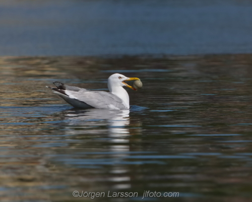 Herring gull    Gråtrut