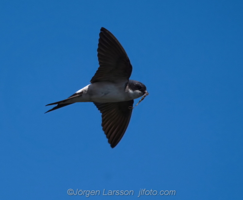 Hussvala, house-martin, Småland Sweden Sverige