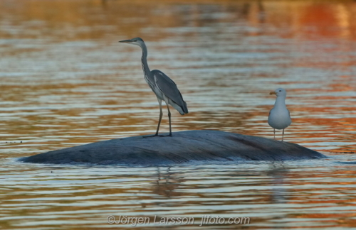 Häger Grey Heron Småland Sweden Sverige