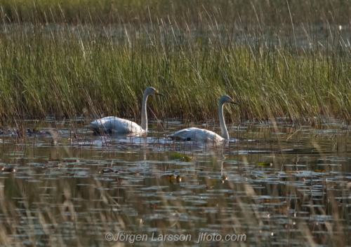 Sångsvan  Whooper Swan Östergötland Sweden Sverige