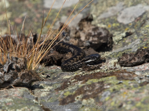 Huggorm,  viper  Småland Sweden