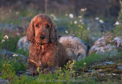 Cockerspaniel   Stockholm