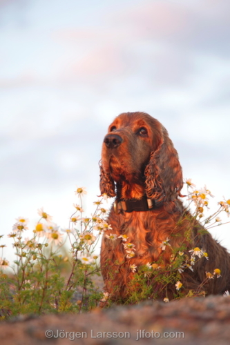 Cockerspaniel   Stockholm