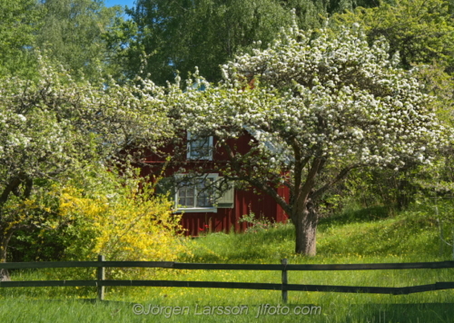 Cottage Stuga vår spring Botkyrka Södermanland Sweden Sverige