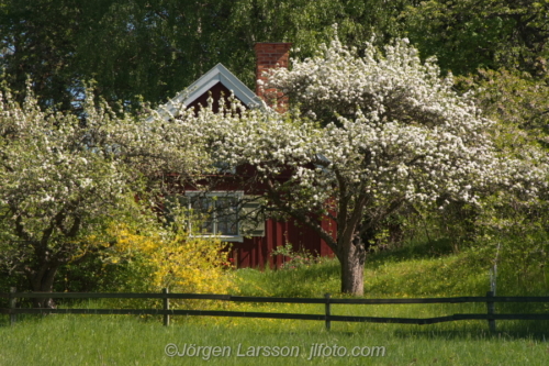 Cottage Stuga vår spring Botkyrka Södermanland Sweden Sverige