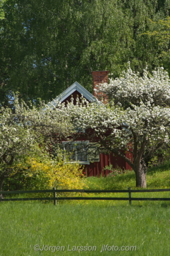 Cottage Stuga Botkyrka vår, spring Södermanland Sweden Sverige